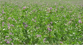 té de alfalfa