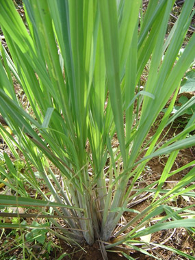 planta té limon
