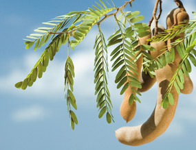 fruto de tamarindo