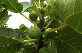 jugo de la higuera