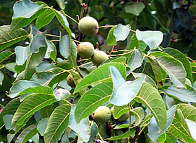 té de nogal 