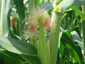té pelos de elote