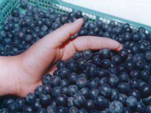 Prevenir el Alzheimer con un Jugo de Manzana, Fresas y Arándanos Frescos (Moras Azules)